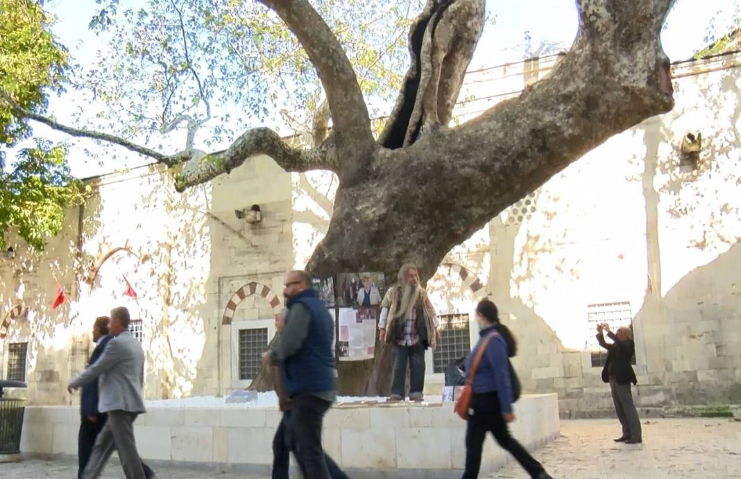 İstanbul Üniversitesi'nin 58 yıllık hafızası: Adı artık altından ayrılmadığı ağaçla anılacak 6