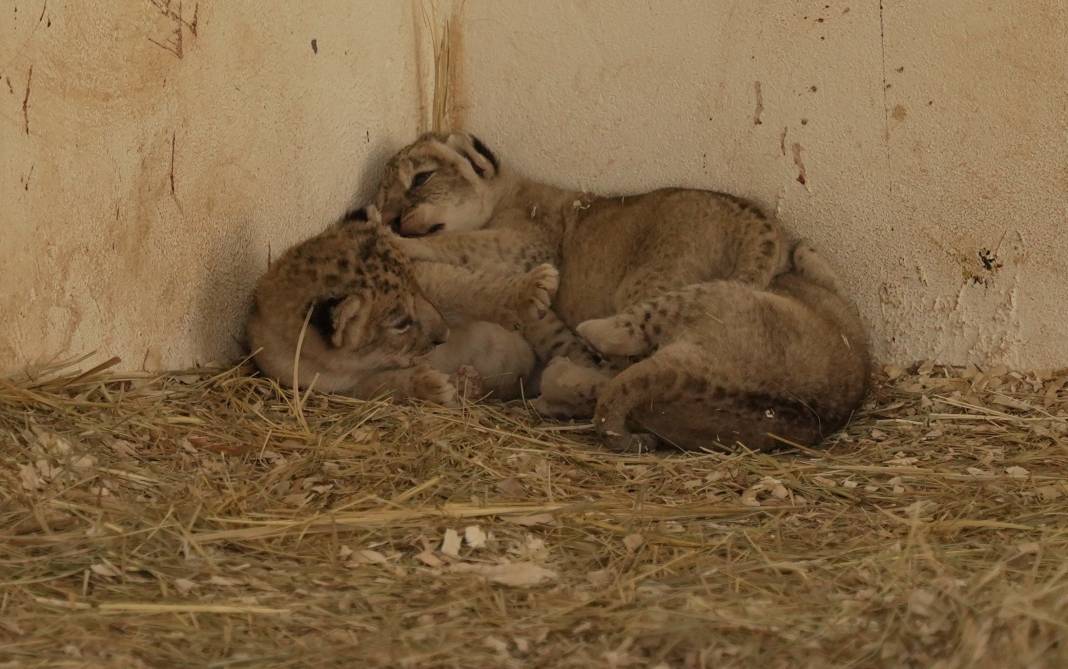 Irak'ta kafeste doğan yavru aslanlar 4