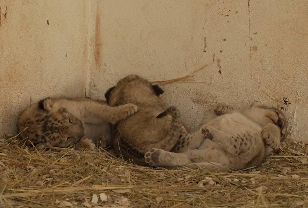 Irak'ta kafeste doğan yavru aslanlar 3
