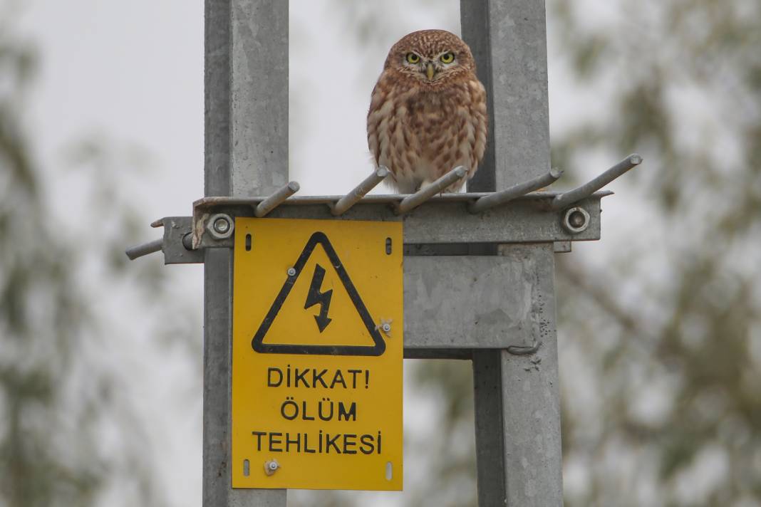 Kukumav kuşu, Ağrı Dağı eteklerinde görüntülendi 4