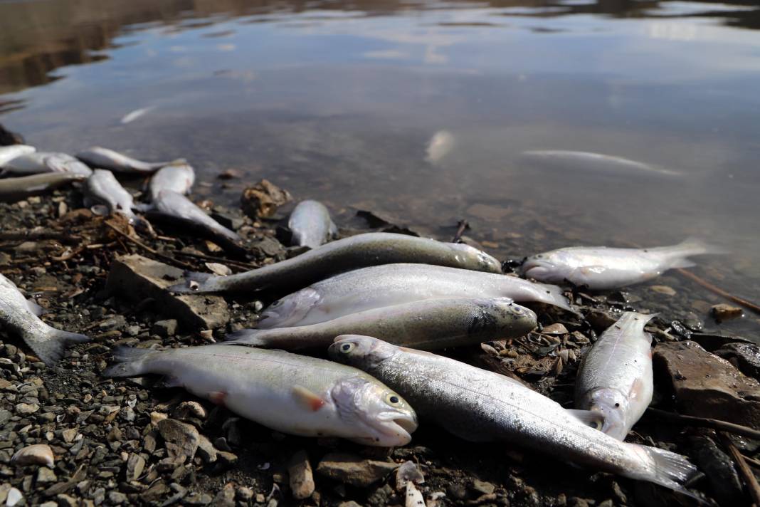 Göl buharlaştı: Balık ölümleri arttı 6