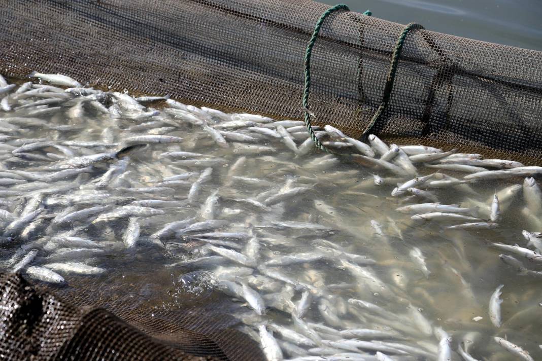 Göl buharlaştı: Balık ölümleri arttı 1