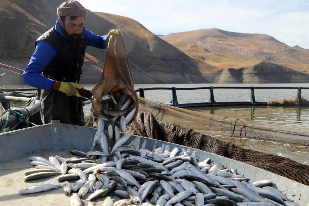Göl buharlaştı: Balık ölümleri arttı 7