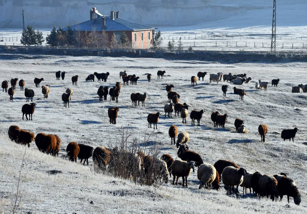 Camlar buz tuttu: Ağaçlar beyaza büründü 6