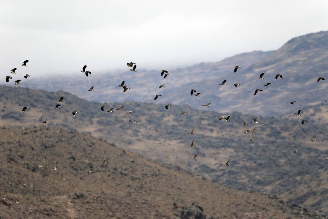 Kırmızı listedeki kuş Ağrı Dağı eteklerinde bulundu 6