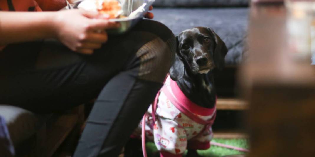 Dünyanın ilk köpek restoranı, patili müşterilerini bekliyor 2