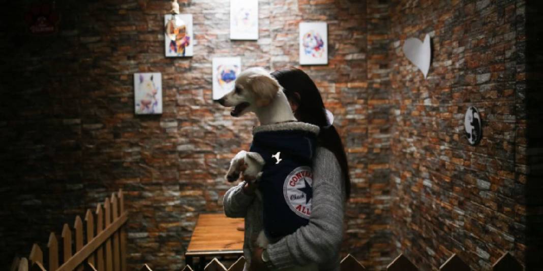 Dünyanın ilk köpek restoranı, patili müşterilerini bekliyor 4
