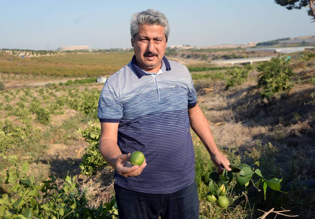 Mersin'de yüzlerce limon ağacını kestiler 5