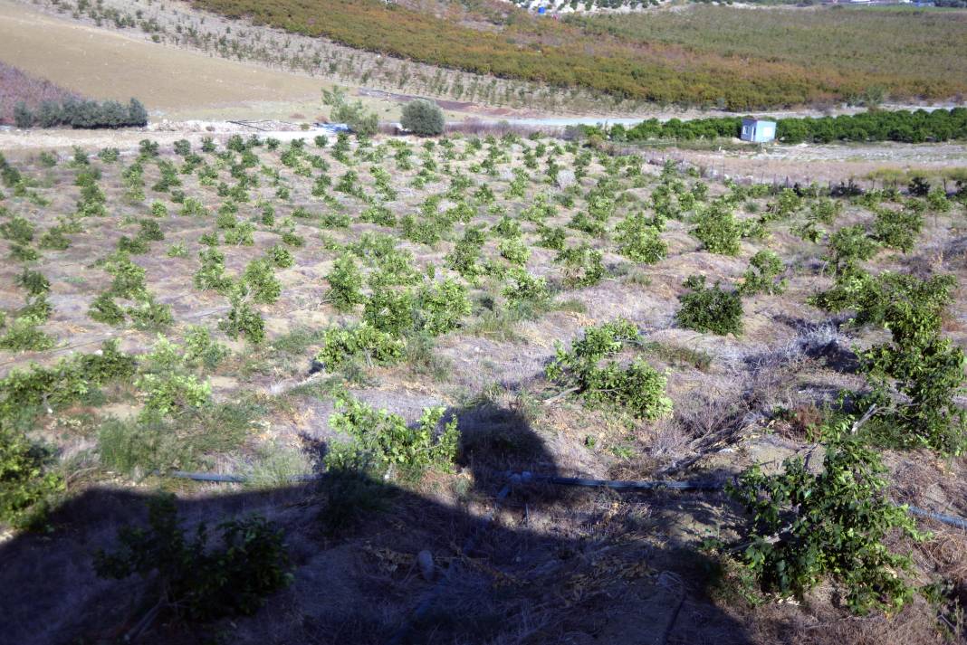 Mersin'de yüzlerce limon ağacını kestiler 4