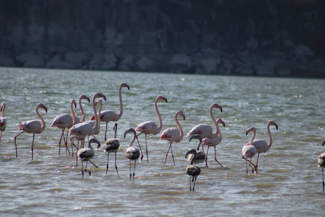 Tuz Gölü’nde sular azalınca, flamingolar sulak alanlara kanat çırptı 1