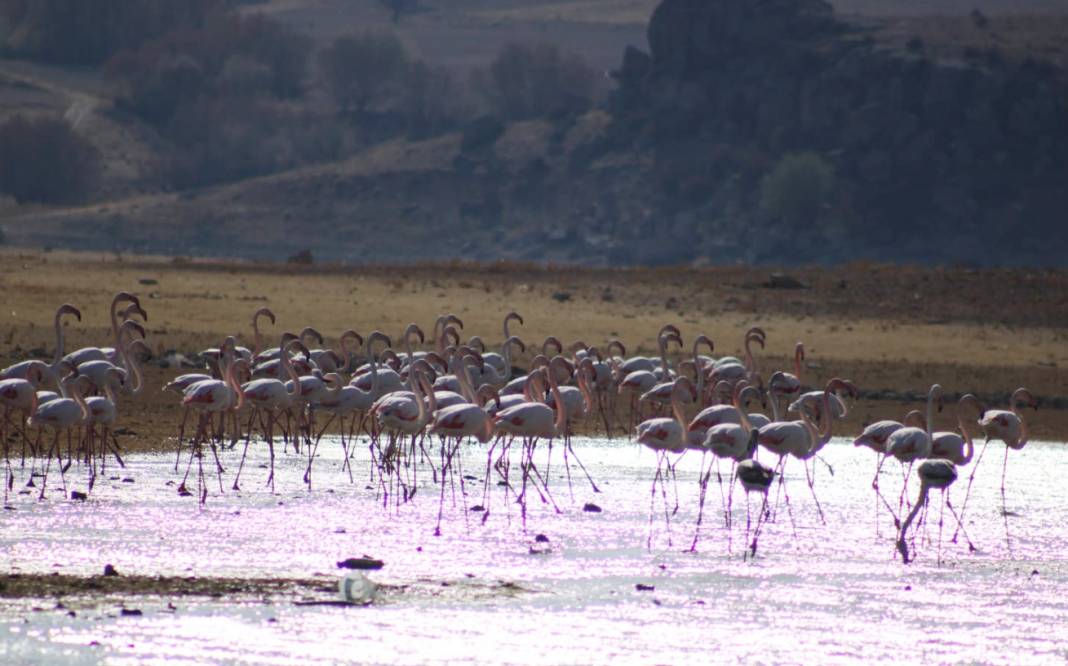 Tuz Gölü’nde sular azalınca, flamingolar sulak alanlara kanat çırptı 2