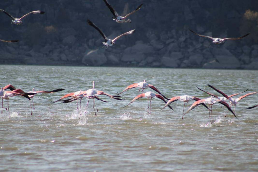 Tuz Gölü’nde sular azalınca, flamingolar sulak alanlara kanat çırptı 3