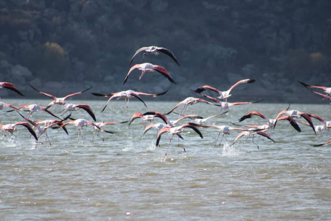 Tuz Gölü’nde sular azalınca, flamingolar sulak alanlara kanat çırptı 4
