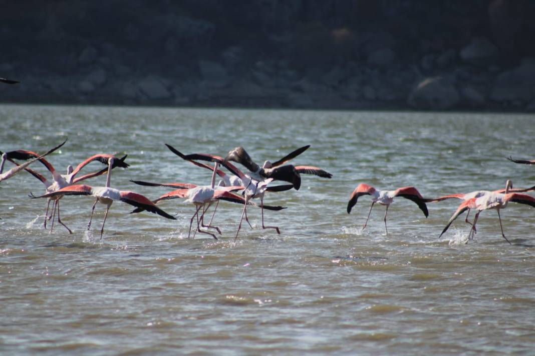 Tuz Gölü’nde sular azalınca, flamingolar sulak alanlara kanat çırptı 5