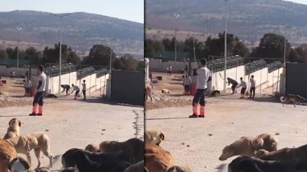 Konya barınağındaki hayvanları sahiplendiler 1