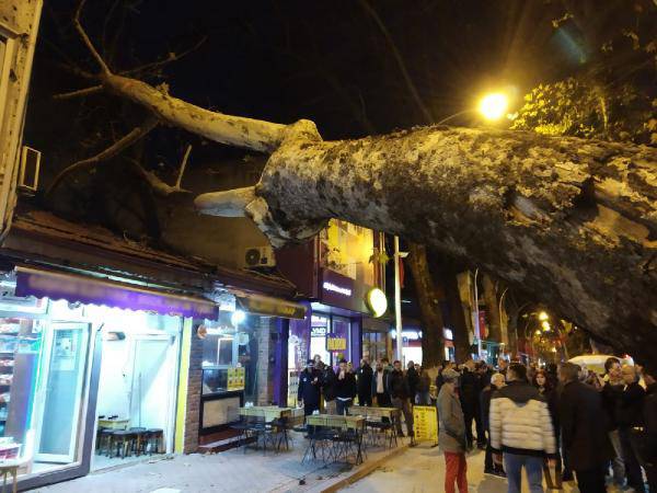 300 yıllık çınar ağacı iş yerinin çatısına devrildi 4