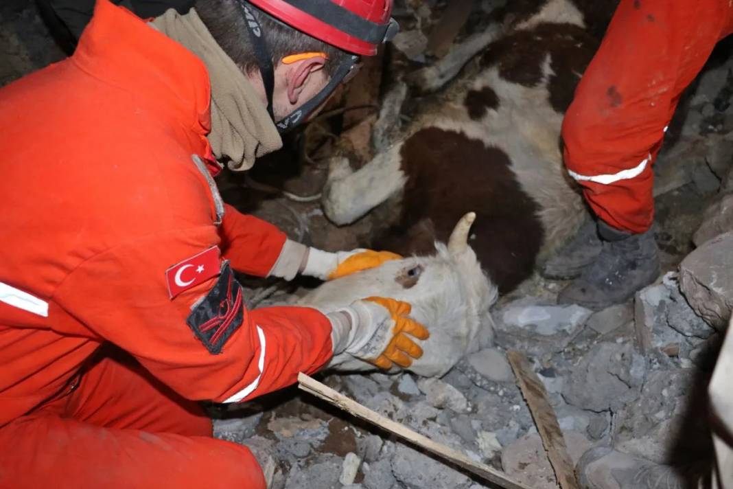 Bircan inek 11 gün sonra enkazdan kurtarıldı 3