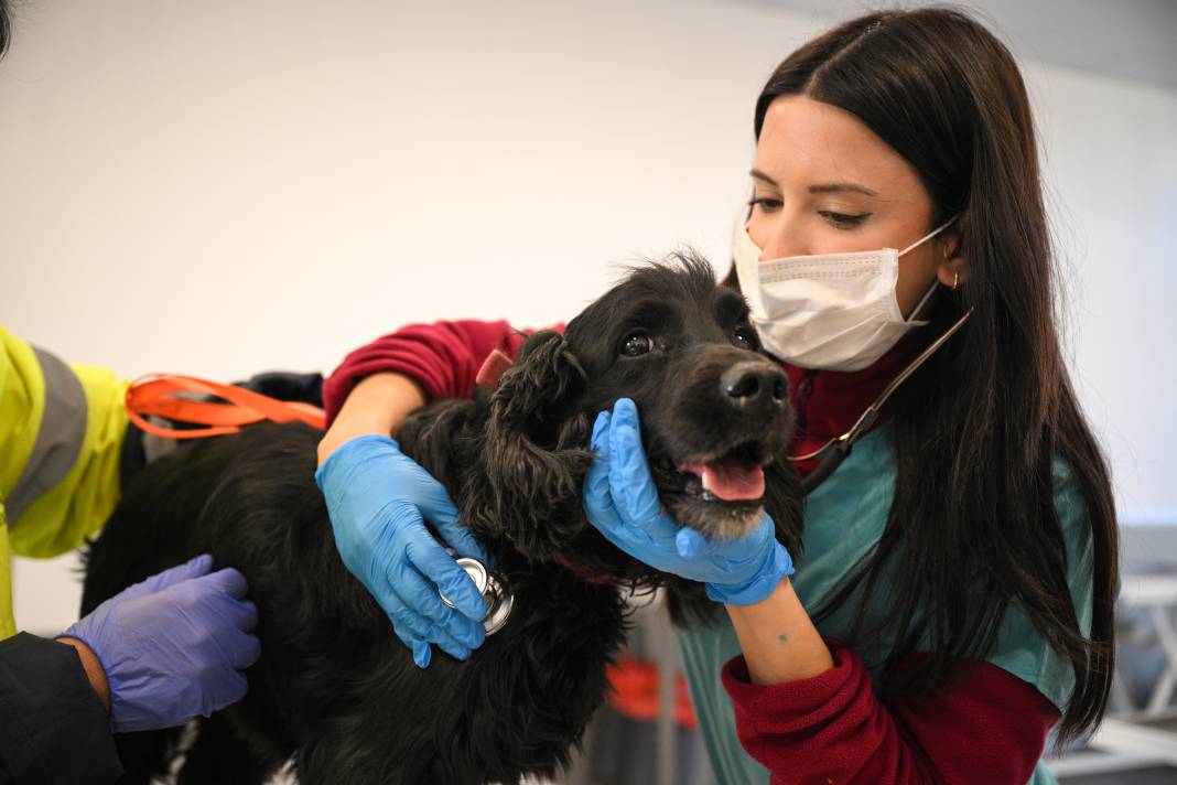 Enkazdan kurtarıldılar! Can yoldaşınız onlardan biri olabilir 18