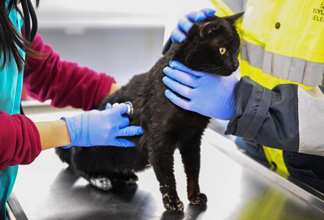 Enkazdan kurtarıldılar! Can yoldaşınız onlardan biri olabilir 17