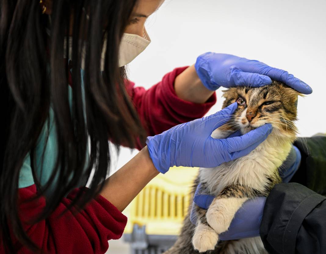 Enkazdan kurtarıldılar! Can yoldaşınız onlardan biri olabilir 16