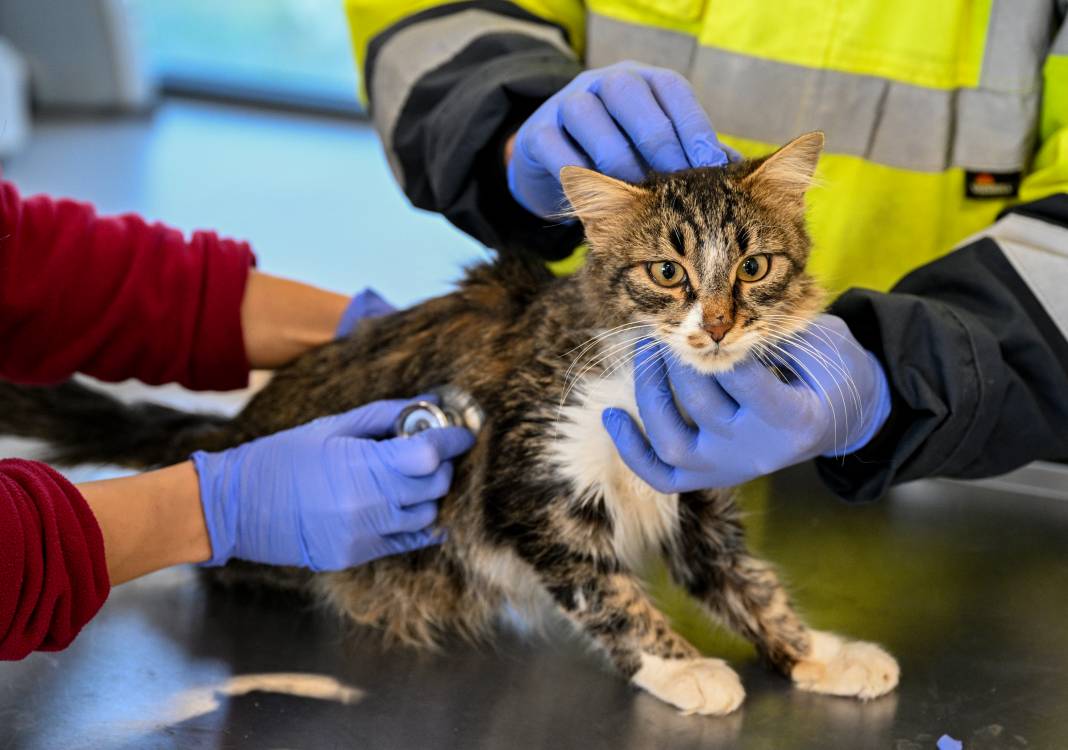 Enkazdan kurtarıldılar! Can yoldaşınız onlardan biri olabilir 15