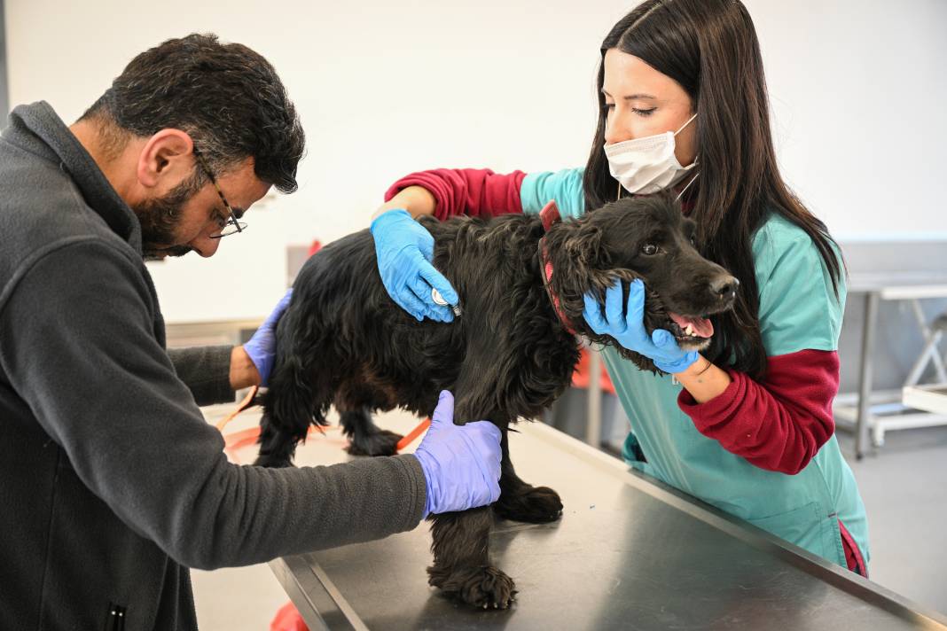 Enkazdan kurtarıldılar! Can yoldaşınız onlardan biri olabilir 13