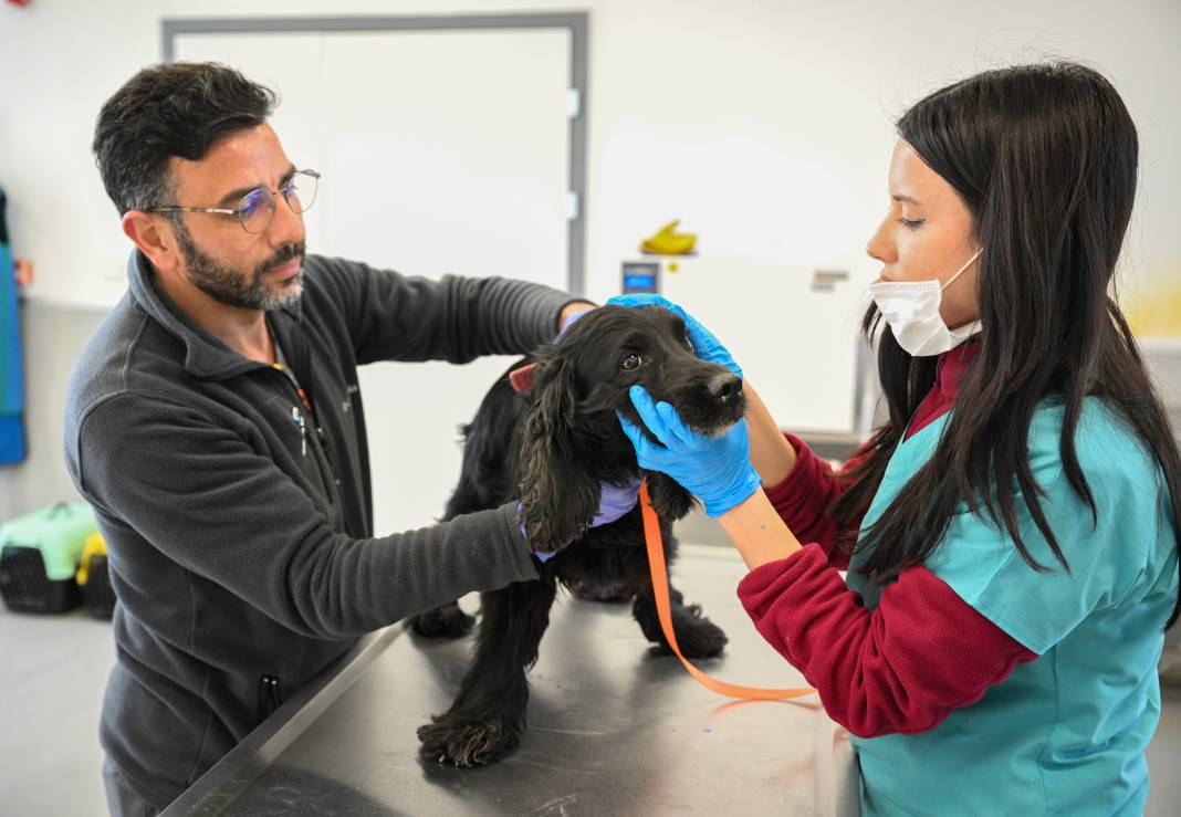 Enkazdan kurtarıldılar! Can yoldaşınız onlardan biri olabilir 14