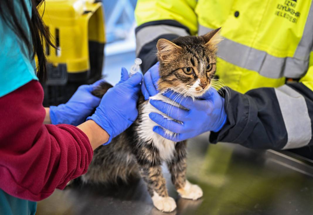 Enkazdan kurtarıldılar! Can yoldaşınız onlardan biri olabilir 12
