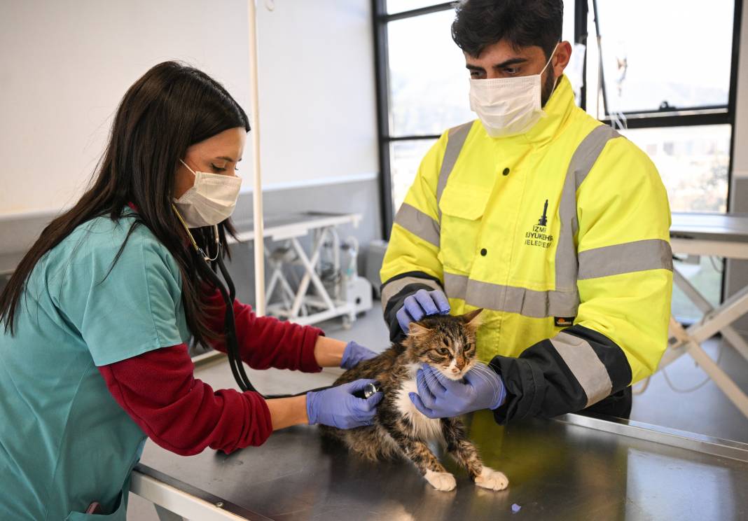 Enkazdan kurtarıldılar! Can yoldaşınız onlardan biri olabilir 10