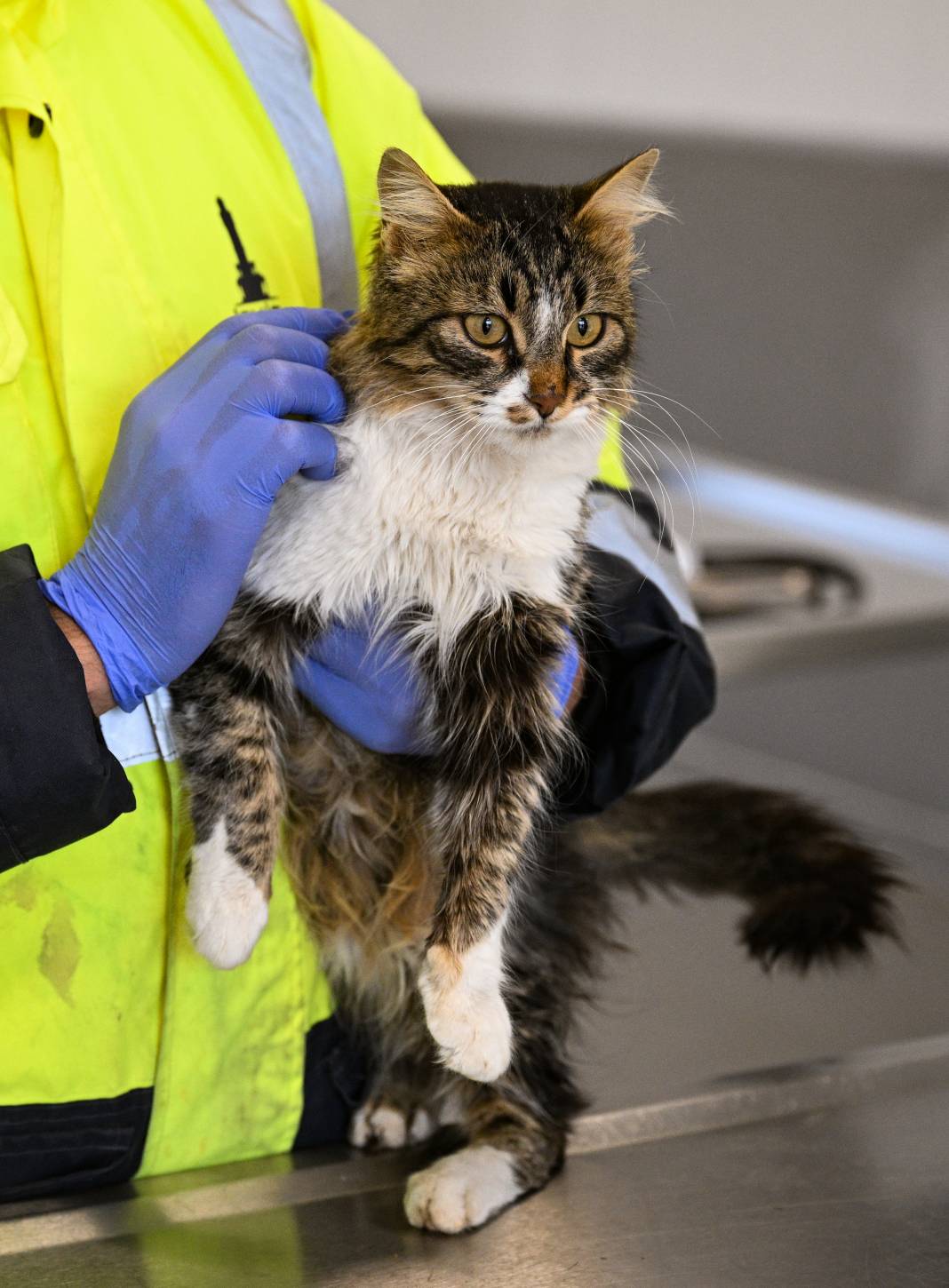 Enkazdan kurtarıldılar! Can yoldaşınız onlardan biri olabilir 8