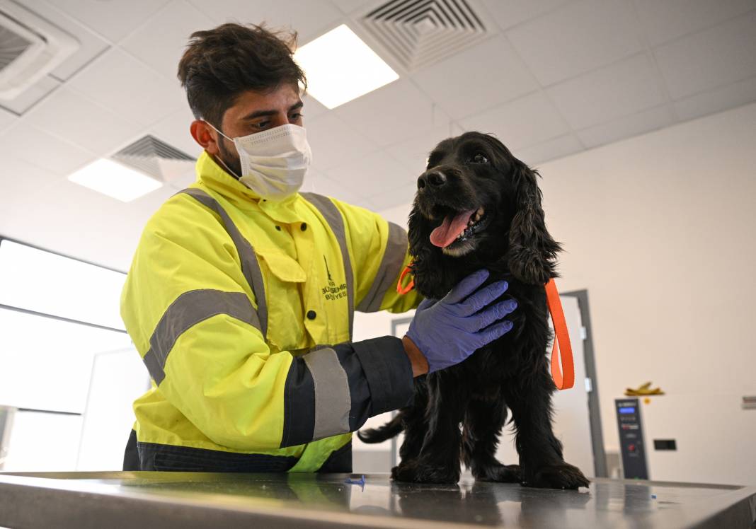 Enkazdan kurtarıldılar! Can yoldaşınız onlardan biri olabilir 7