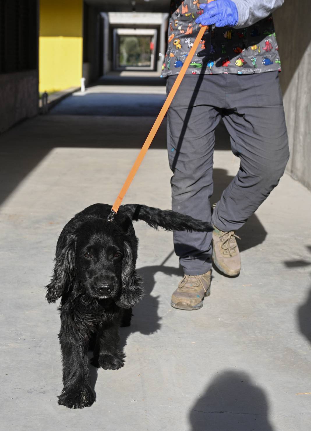 Enkazdan kurtarıldılar! Can yoldaşınız onlardan biri olabilir 5