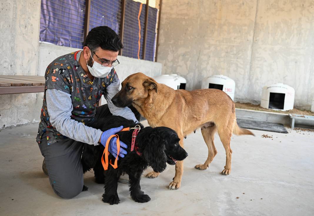 Enkazdan kurtarıldılar! Can yoldaşınız onlardan biri olabilir 4