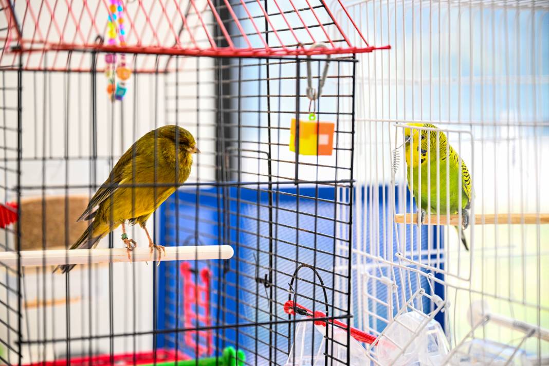 Enkazdan kurtarıldılar! Can yoldaşınız onlardan biri olabilir 1