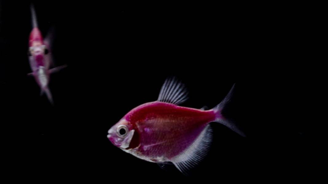 Hobilerinizle kendinizi keşfedin... İşte boş zamanlarınızda yapabileceğiniz etkinlikler... 15