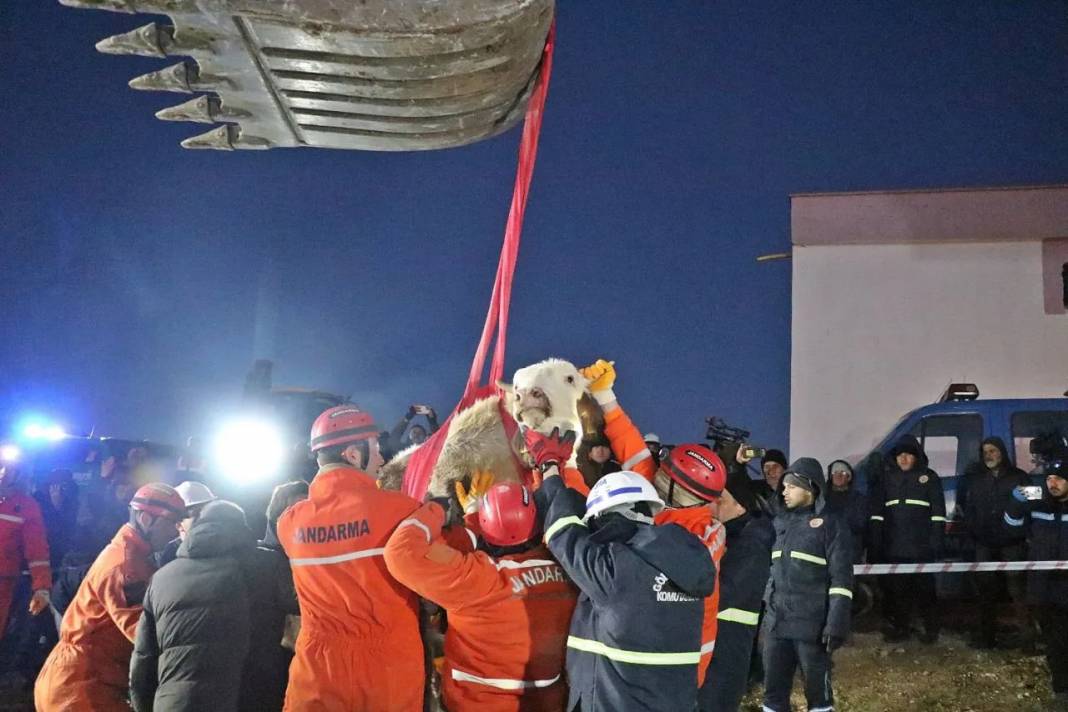 Bircan inek 11 gün sonra enkazdan kurtarıldı 4