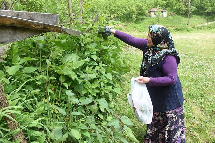 Canan Karatay'ın Önerdiği Mucizevi Bitkinin Faydaları Bitmiyor. Kandaki Zehri Dışarı Atıyor 2