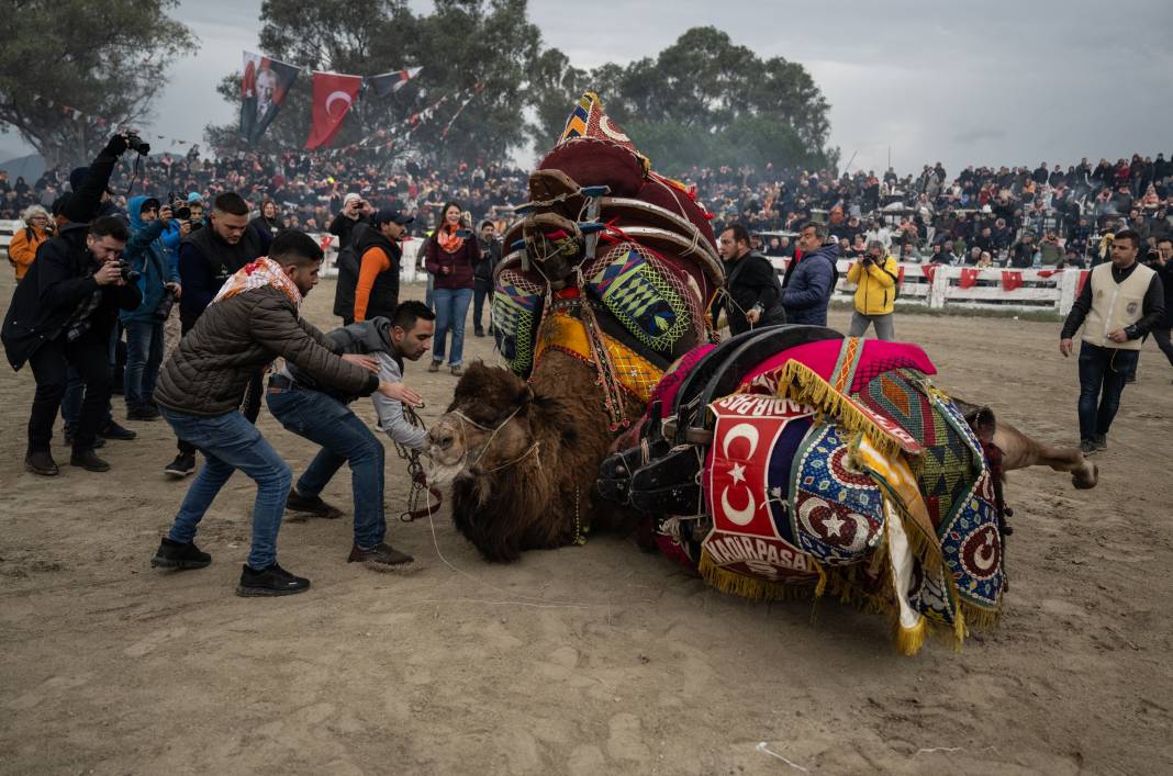 42. Efes Selçuk Deve Güreşleri Festivali yapıldı: Görüntüler Kameralara Böyle Yansıdı 28