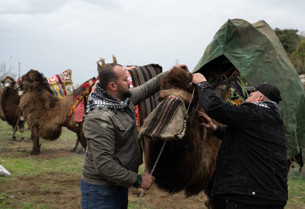 42. Efes Selçuk Deve Güreşleri Festivali yapıldı: Görüntüler Kameralara Böyle Yansıdı 24