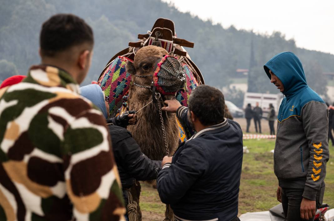 42. Efes Selçuk Deve Güreşleri Festivali yapıldı: Görüntüler Kameralara Böyle Yansıdı 23