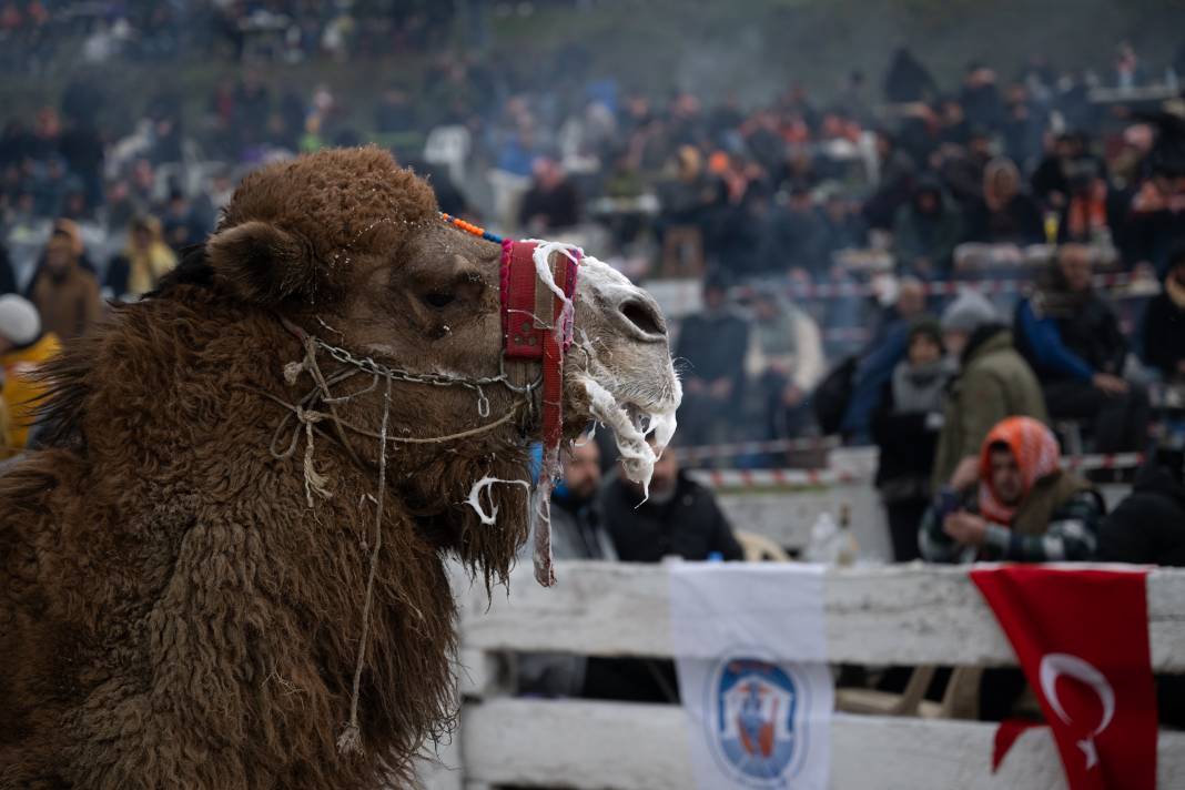 42. Efes Selçuk Deve Güreşleri Festivali yapıldı: Görüntüler Kameralara Böyle Yansıdı 20