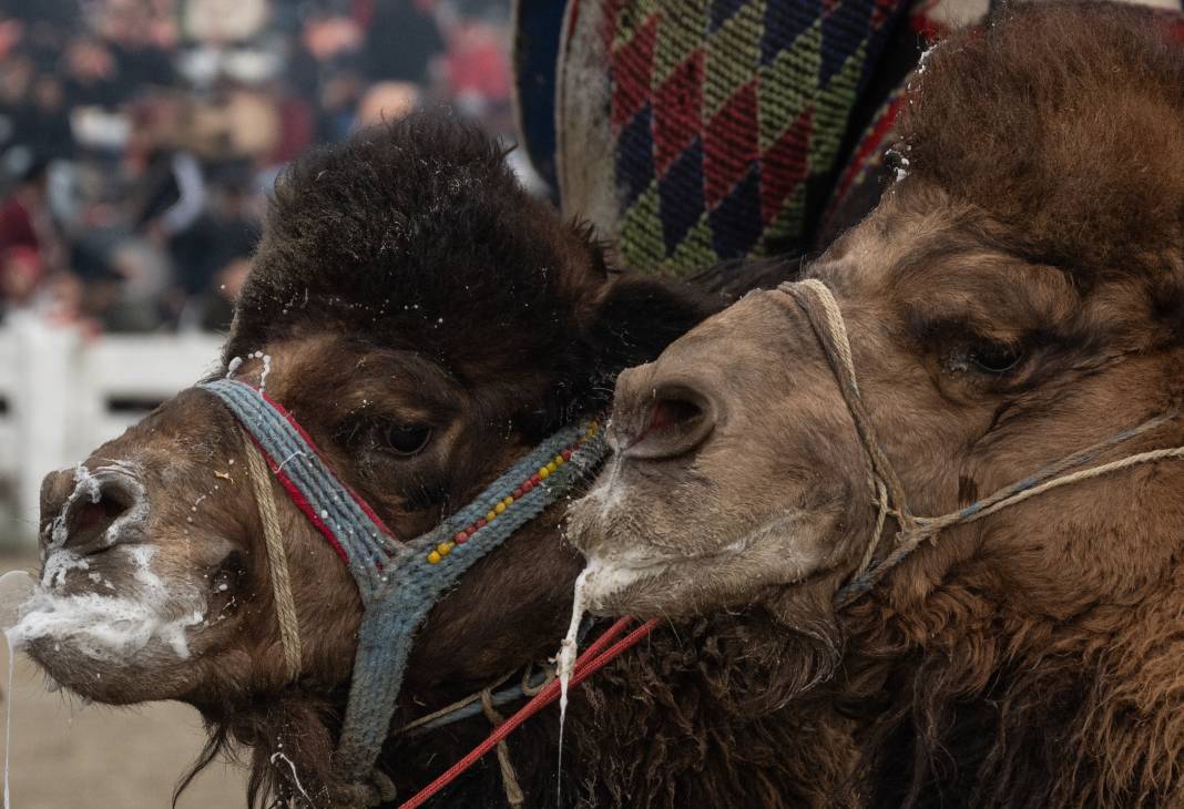 42. Efes Selçuk Deve Güreşleri Festivali yapıldı: Görüntüler Kameralara Böyle Yansıdı 18