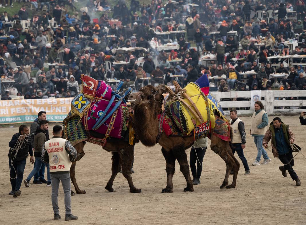 42. Efes Selçuk Deve Güreşleri Festivali yapıldı: Görüntüler Kameralara Böyle Yansıdı 8