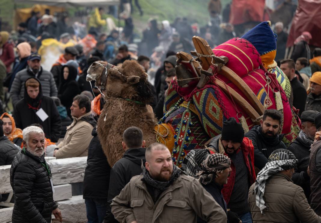 42. Efes Selçuk Deve Güreşleri Festivali yapıldı: Görüntüler Kameralara Böyle Yansıdı 7