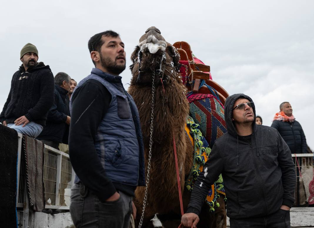 42. Efes Selçuk Deve Güreşleri Festivali yapıldı: Görüntüler Kameralara Böyle Yansıdı 4