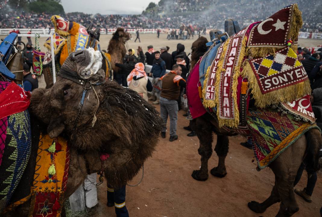 42. Efes Selçuk Deve Güreşleri Festivali yapıldı: Görüntüler Kameralara Böyle Yansıdı 2