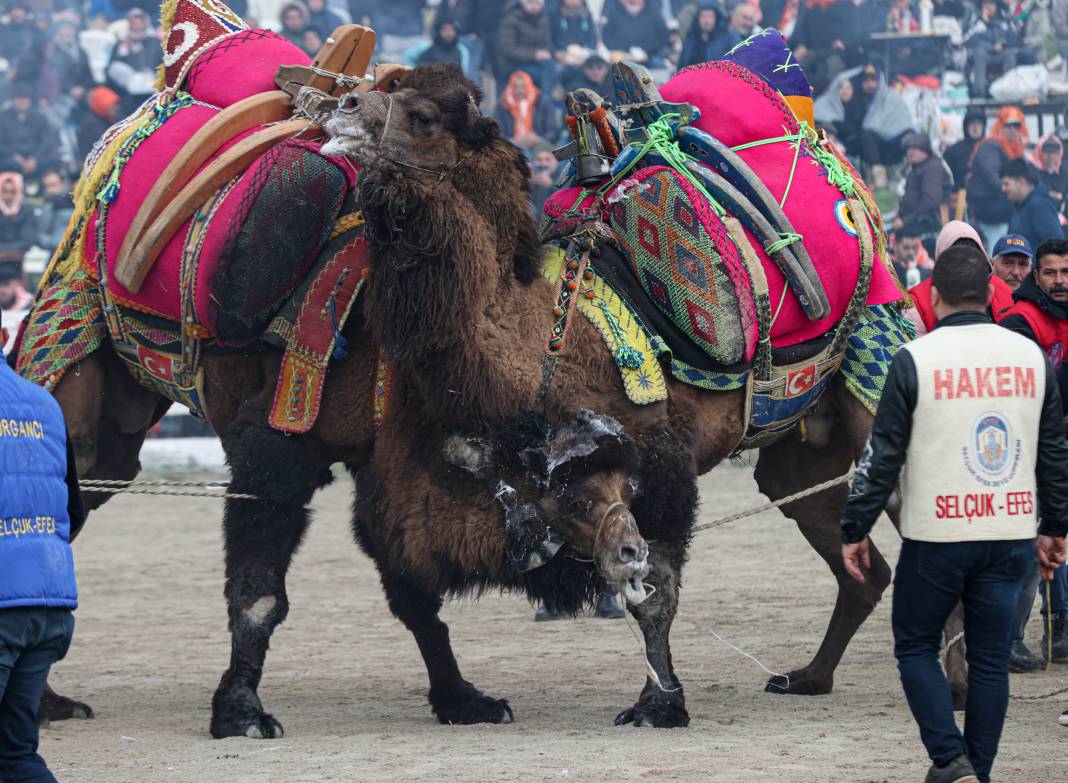 42. Efes Selçuk Deve Güreşleri Festivali yapıldı: Görüntüler Kameralara Böyle Yansıdı 42