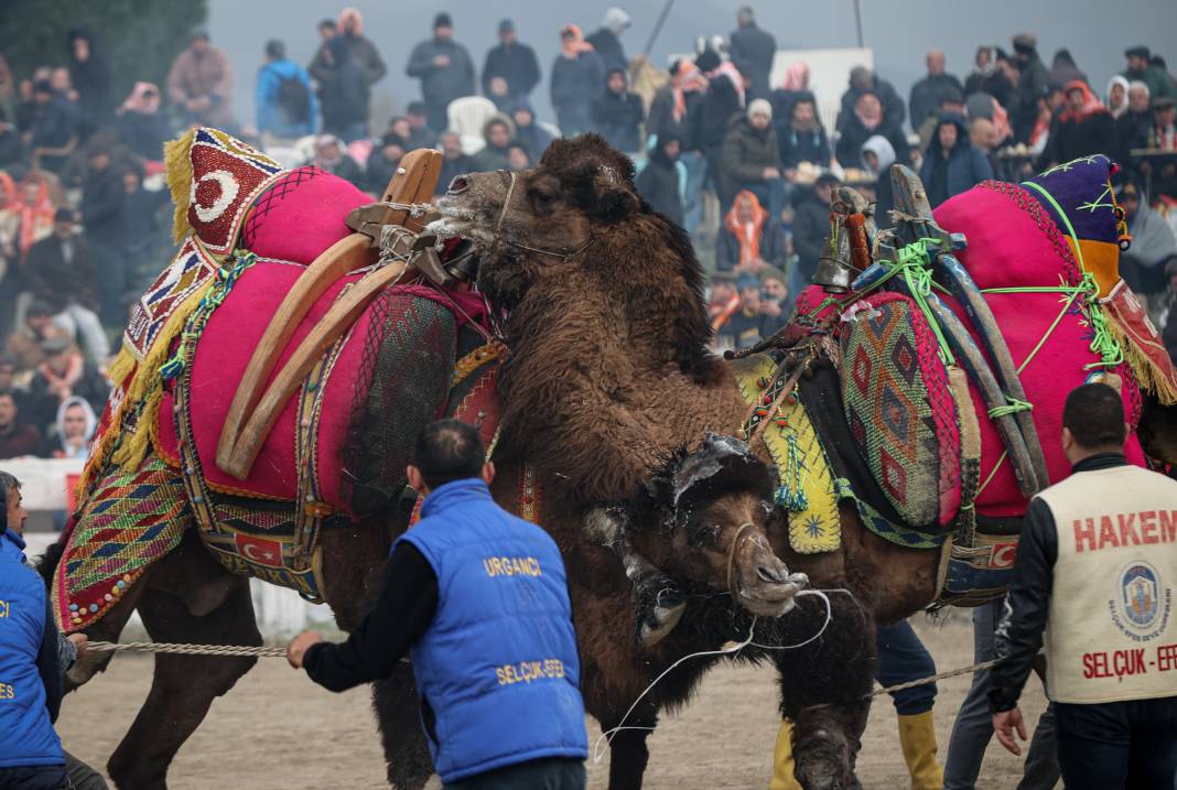 42. Efes Selçuk Deve Güreşleri Festivali yapıldı: Görüntüler Kameralara Böyle Yansıdı 44