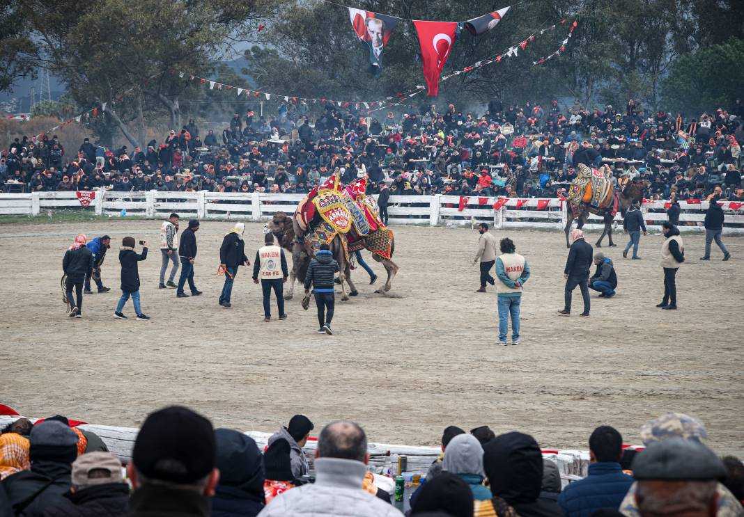 42. Efes Selçuk Deve Güreşleri Festivali yapıldı: Görüntüler Kameralara Böyle Yansıdı 36