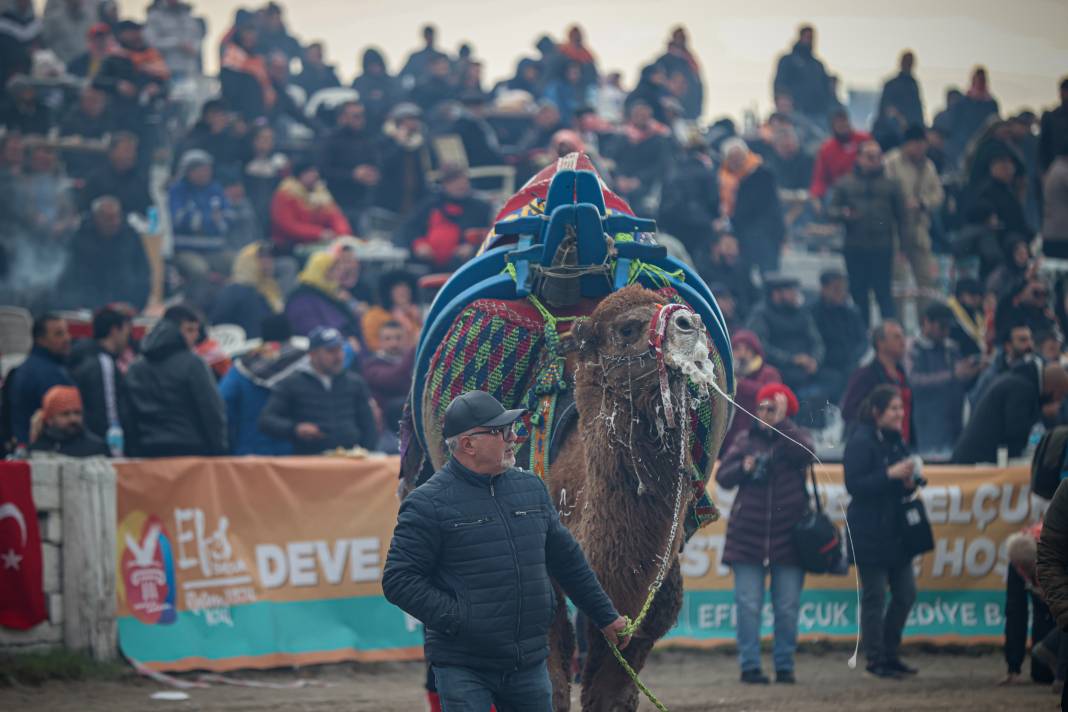 42. Efes Selçuk Deve Güreşleri Festivali yapıldı: Görüntüler Kameralara Böyle Yansıdı 34